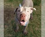 Small Chinese Shar-Pei Mix