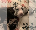 Small Photo #63 Great Dane Puppy For Sale in MARICOPA, AZ, USA