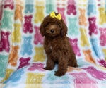 Small #1 YorkiePoo