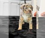 Puppy Puppy 3 American Bully