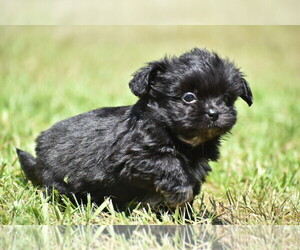 Shih Aussie Puppy for sale in PALM COAST, FL, USA