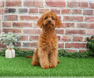 Cavapoo (Miniature) Puppy for sale in SYRACUSE, IN, USA