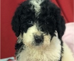 Small Photo #1 Sheepadoodle Puppy For Sale in WAVERLY, IA, USA