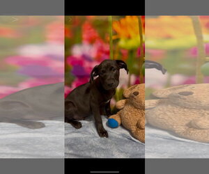 Labrador Retriever-Unknown Mix Dogs for adoption in SHERBURNE, NY, USA