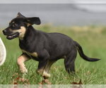 Small Photo #7 Australian Shepherd-Unknown Mix Puppy For Sale in Mechanicsburg, PA, USA