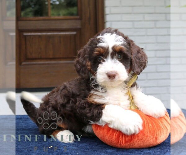 Medium Photo #2 Bernedoodle (Miniature) Puppy For Sale in NARVON, PA, USA