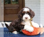 Millie - Female Bernedoodle (Miniature) Puppy for Sale - Photo #2