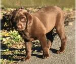 Small Photo #4 Labrador Retriever Puppy For Sale in MORGANTOWN, PA, USA