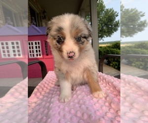 Medium Australian Shepherd