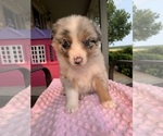 Puppy Puppy 3 Australian Shepherd