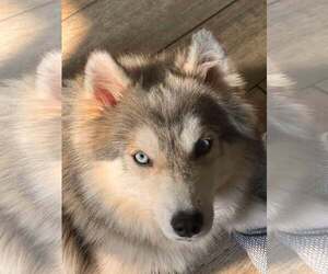 Siberian Husky Dogs for adoption in Carrollton, TX, USA