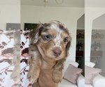 Small Photo #4 Dachshund Puppy For Sale in EAST EARL, PA, USA