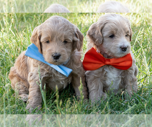 Medium Photo #3 Goldendoodle (Miniature) Puppy For Sale in ROY, UT, USA