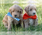 Small #2 Goldendoodle (Miniature)
