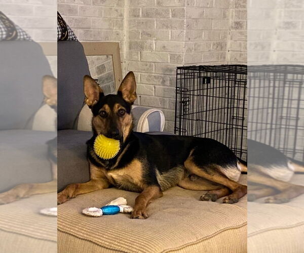 Medium Photo #7 German Shepherd Dog Puppy For Sale in Portland, IN, USA