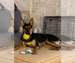 Small #6 German Shepherd Dog