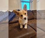 Small #6 Pembroke Welsh Corgi