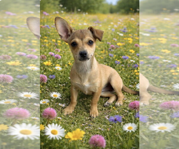 Medium Photo #2 Chihuahua-Unknown Mix Puppy For Sale in Rockaway, NJ, USA