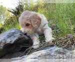 Puppy Orange Miniature Labradoodle