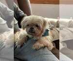 Small #1 Shih Tzu Mix