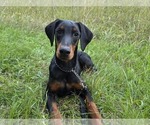 Puppy Elowen Doberman Pinscher