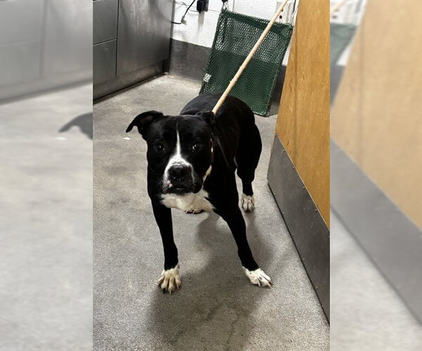 Medium Photo #1 Boxer-Unknown Mix Puppy For Sale in Forestville, MD, USA