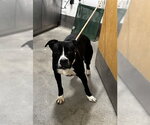 Small Boxer Mix