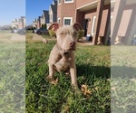 Small Photo #6 American Bully Puppy For Sale in WASHINGTON, DC, USA
