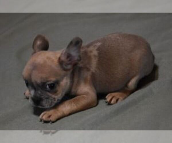 Medium Photo #2 French Bulldog Puppy For Sale in MARSHFIELD, MO, USA