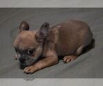 Small #1 French Bulldog