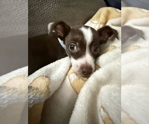 Medium Photo #2 Border-Aussie Puppy For Sale in OKLAHOMA CITY, OK, USA