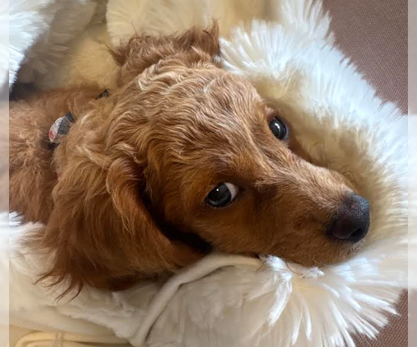 Medium Photo #1 Bichon Frise Puppy For Sale in Brooklyn Center, MN, USA