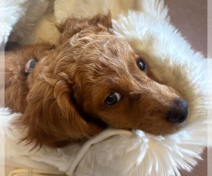 Bichon Frise Dogs for adoption in Brooklyn Center, MN, USA