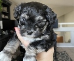 Puppy 2 Maltipoo-YorkiePoo Mix