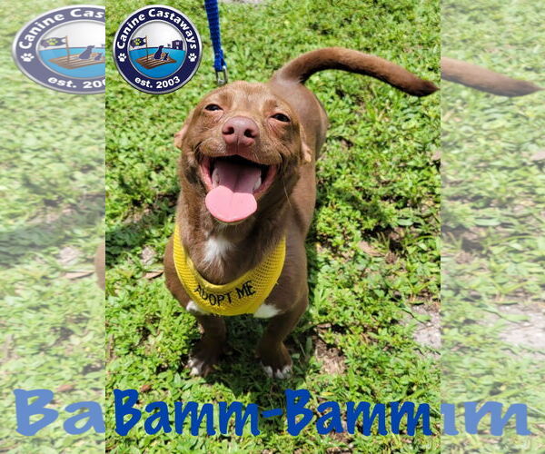 Medium Photo #4 Chiweenie Puppy For Sale in Arcadia, FL, USA