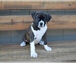 Small Photo #13 Boxer Puppy For Sale in CHILHOWEE, MO, USA