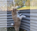Hudson - Male Shiba Inu Puppy for Sale - Photo #5