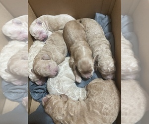 Goldendoodle-Poodle (Standard) Mix Puppy for sale in TUSCALOOSA, AL, USA