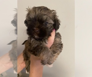 Havanese Puppy for sale in ATHENS, GA, USA
