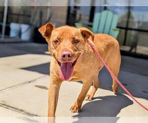 Labrador Retriever-Unknown Mix Dogs for adoption in Denver, CO, USA