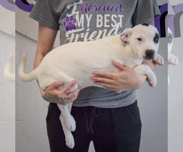 Medium Photo #2 American Staffordshire Terrier-Labrador Retriever Mix Puppy For Sale in Huntley, IL, USA