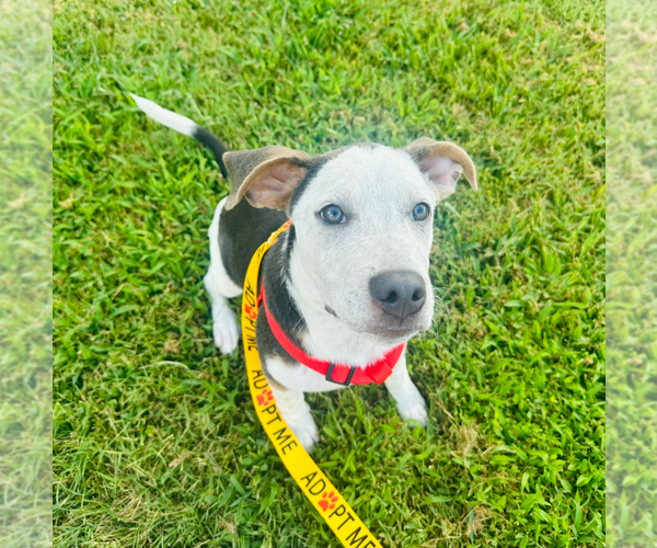 Medium Photo #2 Mutt Puppy For Sale in Holly Springs, NC, USA