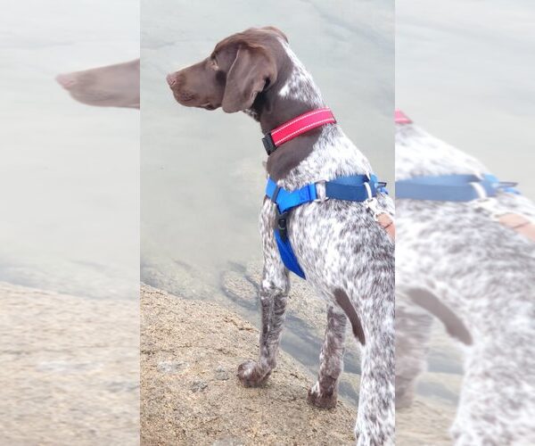 Medium Photo #2 German Shorthaired Pointer Puppy For Sale in Menlo Park, CA, USA