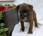 Puppy Talia Boxer