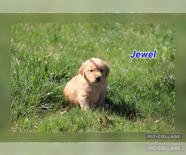 Medium Photo #51 Golden Retriever Puppy For Sale in MIDDLEBURG, PA, USA