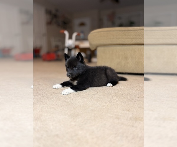 Medium Photo #7 Siberian Husky Puppy For Sale in HEMET, CA, USA