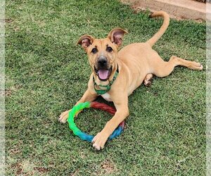 German Shepherd Dog-Great Pyrenees Mix Dogs for adoption in Clinton, OK, USA