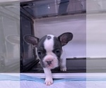 Puppy Opal French Bulldog