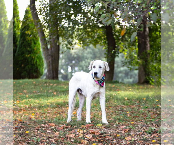 Medium Photo #3 Great Pyrenees-Unknown Mix Puppy For Sale in Unionville, PA, USA