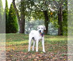 Small #2 Great Pyrenees Mix